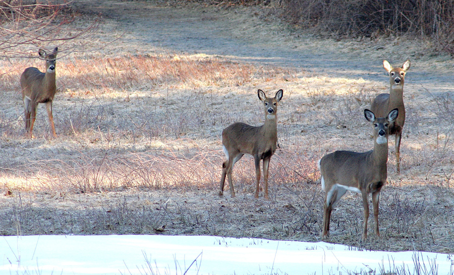 Deer, Broadmoor, touche#CD