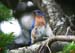 Blue bird 2a