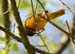 Oriole 05