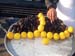 mussels