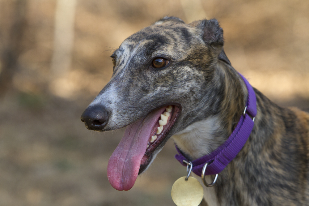 greyhounds013