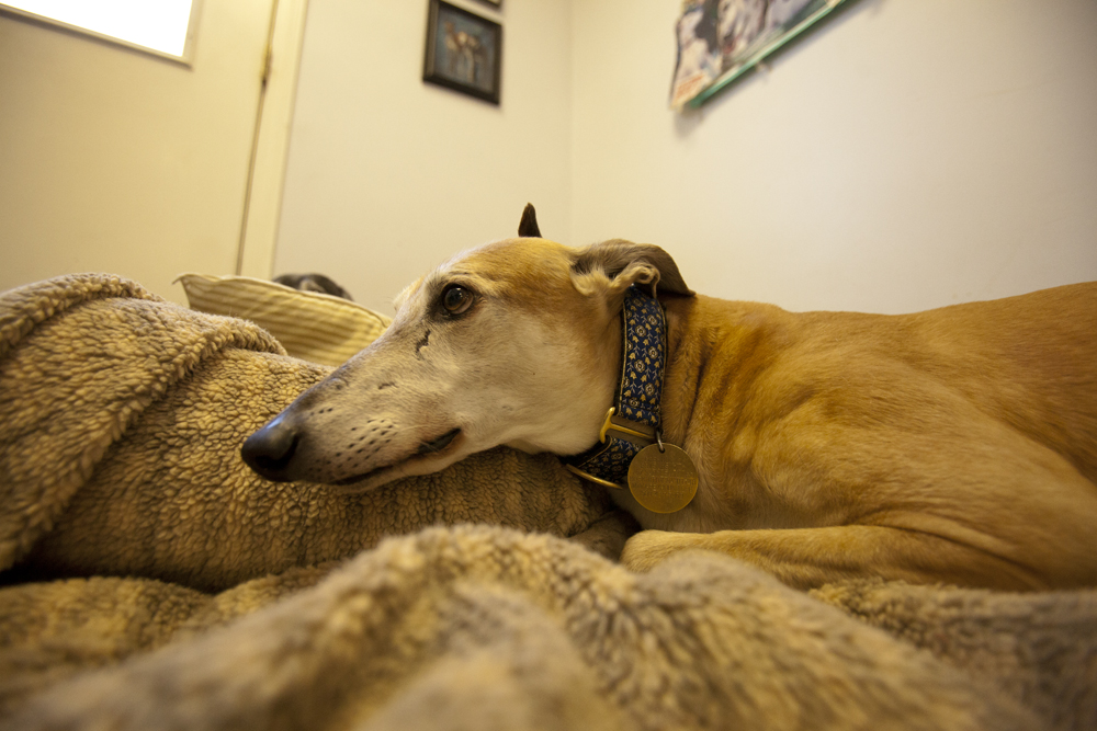 greyhounds050