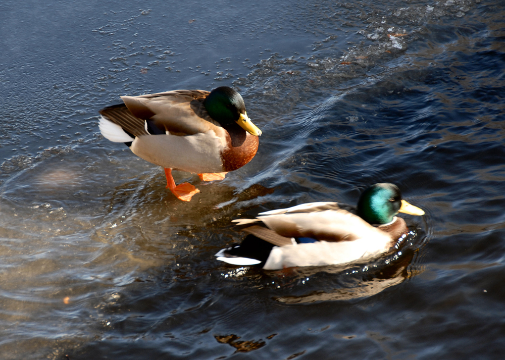 DSC_0017_KSB