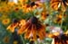 Black Eyed Susans