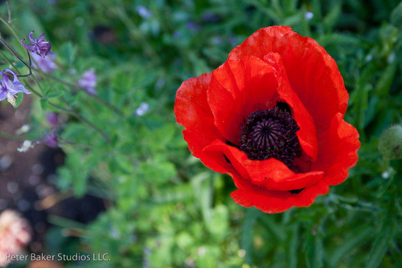 _DSC9851