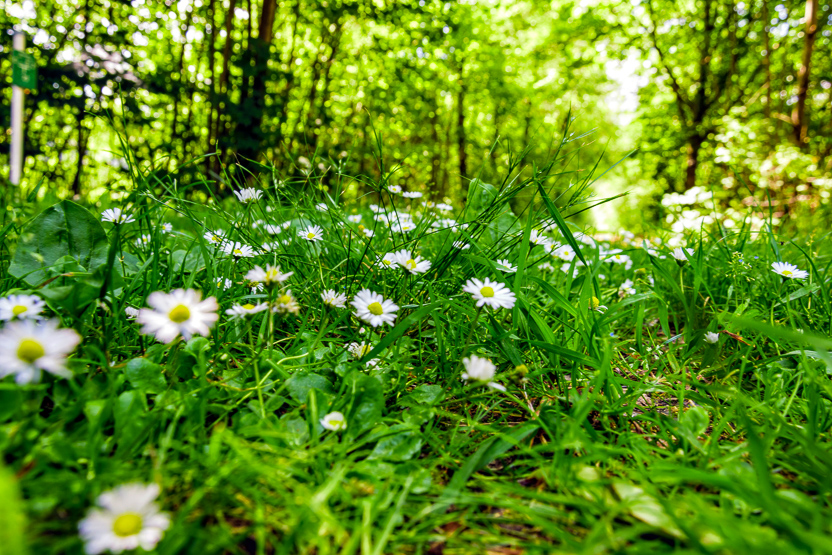 forest-2686087.1